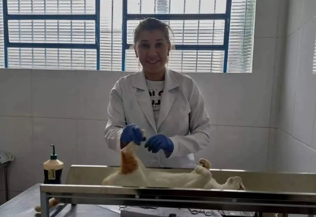 A Castração de cães e gatos é retomada!